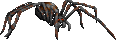 Spinne Spinne